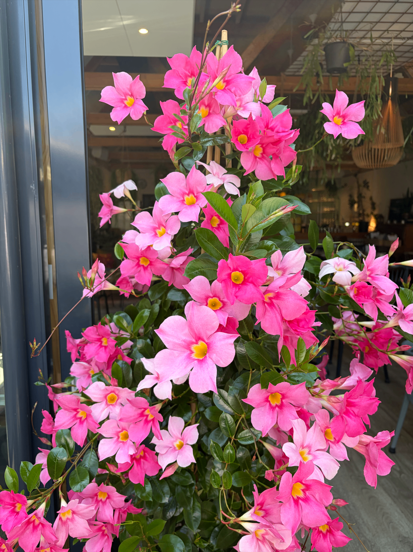 Bloemen bij de ingang van het restaurant